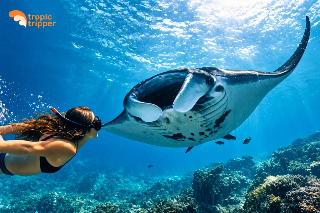 swimming manta rays